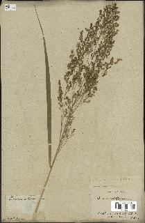 spécimen de Panicum virgatum