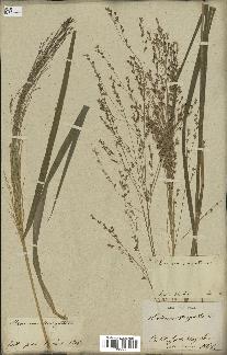 spécimen de Panicum virgatum