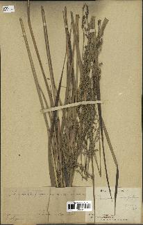 spécimen de Panicum virgatum