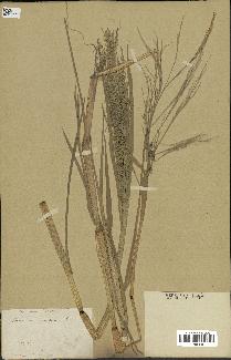 spécimen de Panicum virgatum