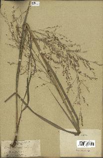 spécimen de Panicum virgatum