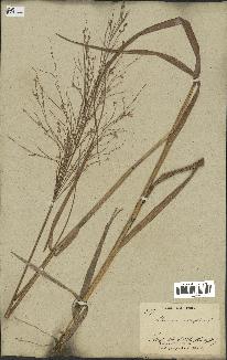 spécimen de Panicum virgatum