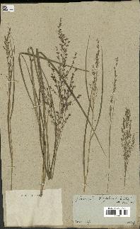 spécimen de Panicum virgatum