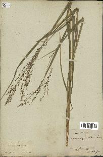 spécimen de Panicum virgatum