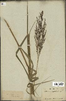 spécimen de Panicum virgatum