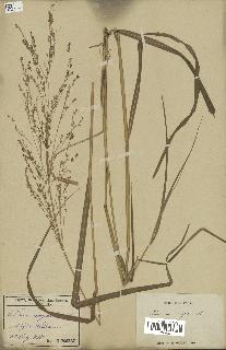 spécimen de Panicum virgatum