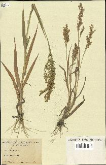 spécimen de Panicum miliaceum