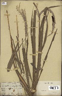 spécimen de Miscanthus sacchariflorus