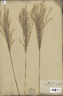 spécimen de Miscanthus sacchariflorus