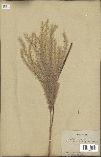 spécimen de Miscanthus sacchariflorus