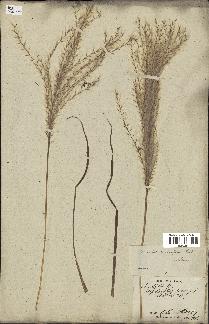 spécimen de Miscanthus sacchariflorus