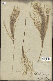 spécimen de Miscanthus sacchariflorus