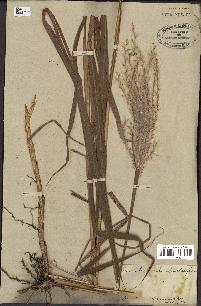 spécimen de Miscanthus sacchariflorus