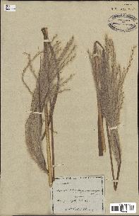 spécimen de Miscanthus sacchariflorus