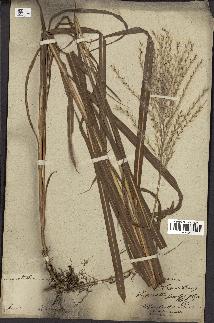 spécimen de Miscanthus sacchariflorus