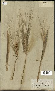 spécimen de Triticum durum