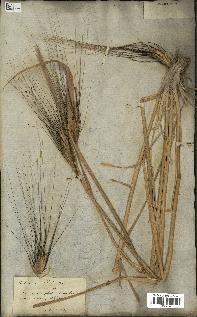 spécimen de Triticum durum