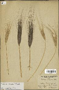 spécimen de Triticum dicoccon