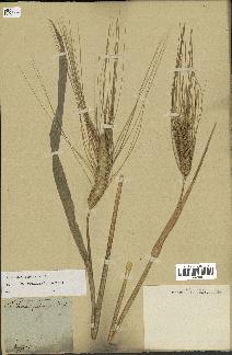 spécimen de Triticum aestivum