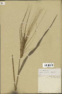 spécimen de Triticum aestivum