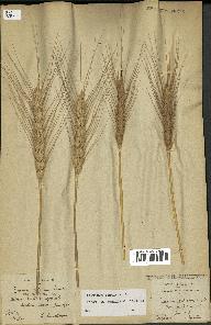 spécimen de Triticum aestivum