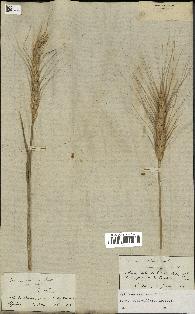 spécimen de Triticum aestivum