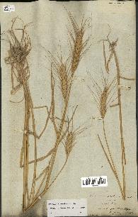 spécimen de Triticum aestivum