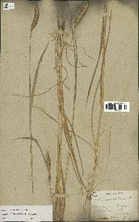 spécimen de Triticum aestivum