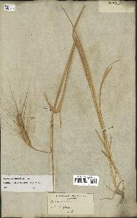 spécimen de Triticum aestivum