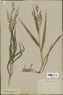 spécimen de Panicum miliaceum