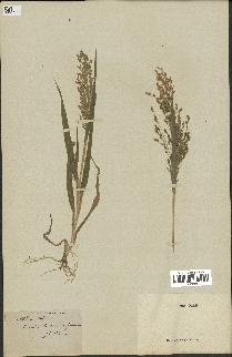 spécimen de Panicum miliaceum