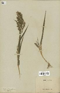 spécimen de Panicum miliaceum