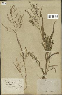 spécimen de Panicum miliaceum