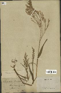 spécimen de Panicum miliaceum