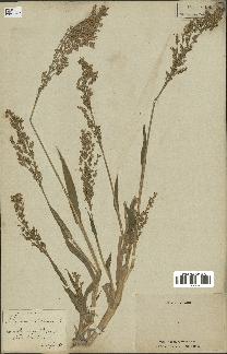 spécimen de Panicum miliaceum