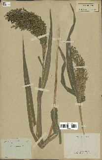 spécimen de Panicum miliaceum