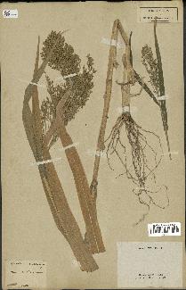 spécimen de Panicum miliaceum