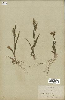 spécimen de Panicum miliaceum