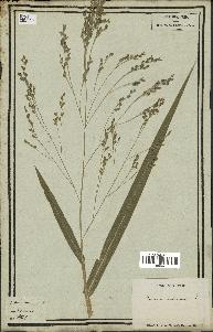 spécimen de Panicum miliaceum