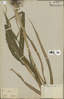 spécimen de Panicum miliaceum