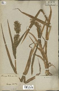 spécimen de Panicum miliaceum