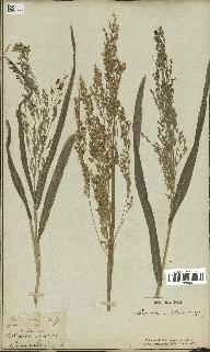 spécimen de Panicum miliaceum