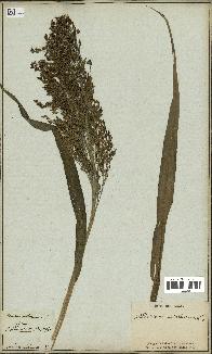 spécimen de Panicum miliaceum