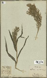 spécimen de Panicum miliaceum