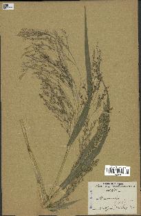 spécimen de Panicum miliaceum