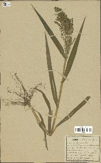 spécimen de Panicum miliaceum