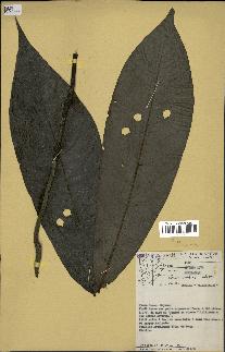 spécimen de Annona sp.