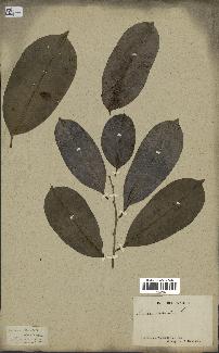 spécimen de Annona sp.