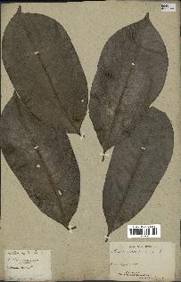 spécimen de Annona sp.