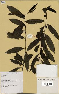 spécimen de Annona sp.